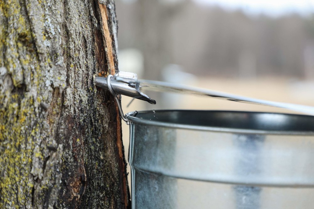 Maple Sugar Time at Kurn Hattin